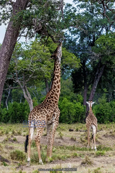 : Giraffe stretching to reach higher tree leaves : Giraffe stretching to reach higher tree leaves