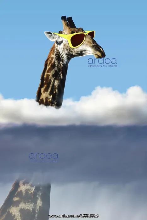 : Giraffe with sunglasses with head above the clouds : Giraffe with sunglasses with head above the clouds