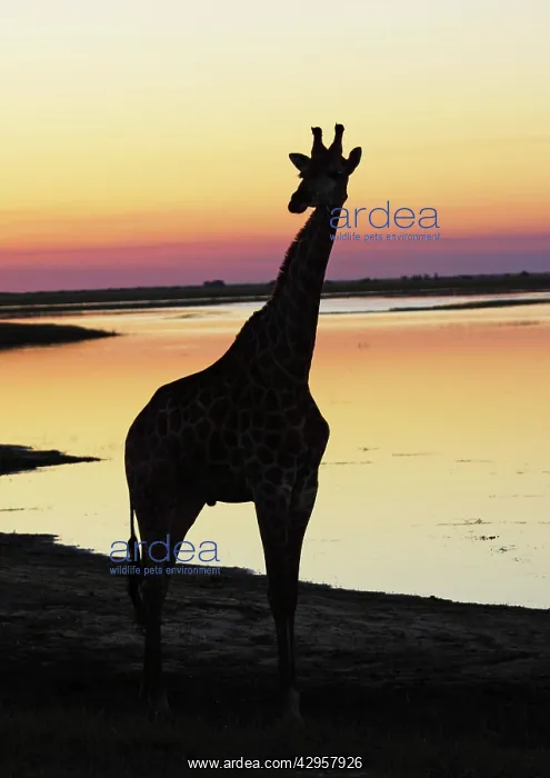  : Giraffe at sunset