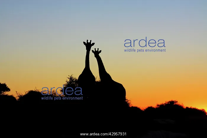 : Giraffe at sunset : Giraffe at sunset