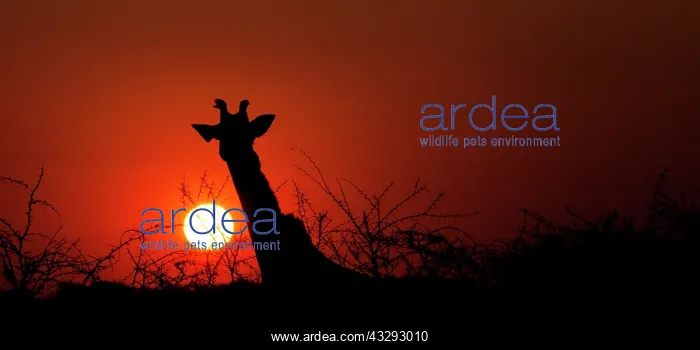 : Giraffe at sunset : Giraffe at sunset