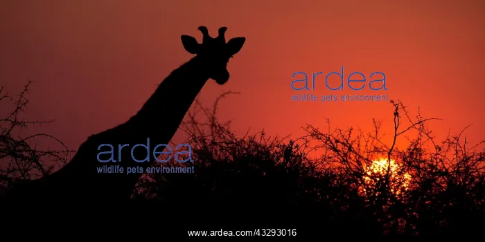 : Giraffe at sunset in Etosha national park Namibia : Giraffe at sunset in Etosha national park Namibia