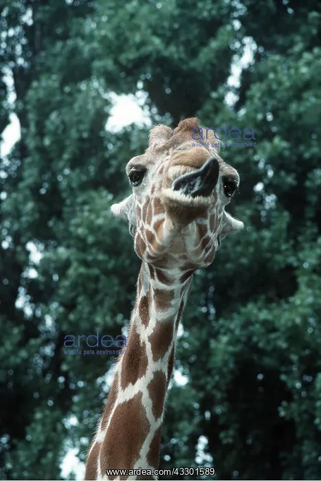 : GIRAFFE - with tongue out : GIRAFFE - with tongue out