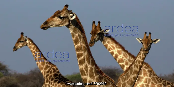  : Giraffe are used to scan environment before drinking