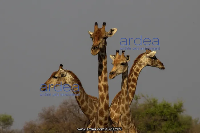 : Giraffe are used to scan environment before drinking : Giraffe are used to scan environment before drinking
