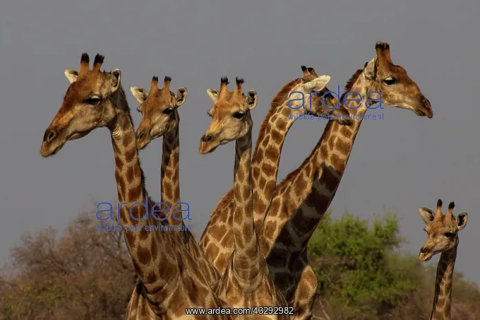 : Giraffe are used to scan environment before drinking : Giraffe are used to scan environment before drinking