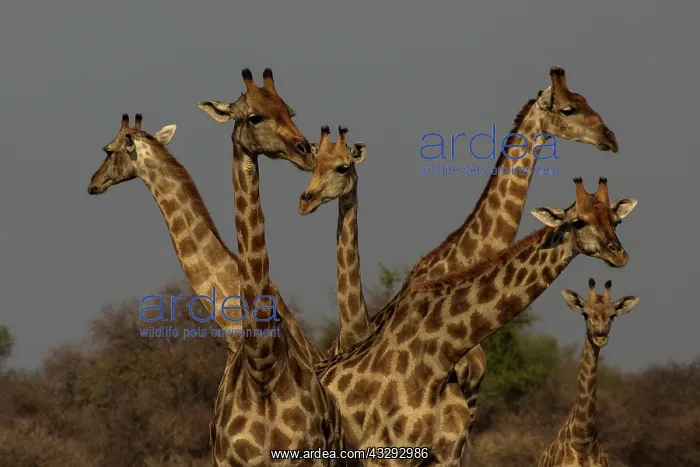  : Giraffe are used to scan environment before drinking