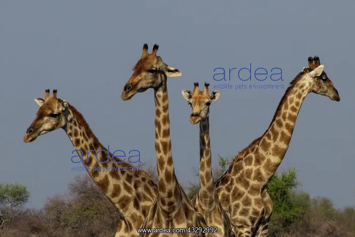  : Giraffe are used to scan environment before drinking