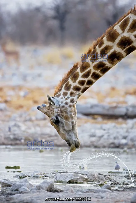 : Giraffe - water patterns resulting from the head : Giraffe - water patterns resulting from the head
