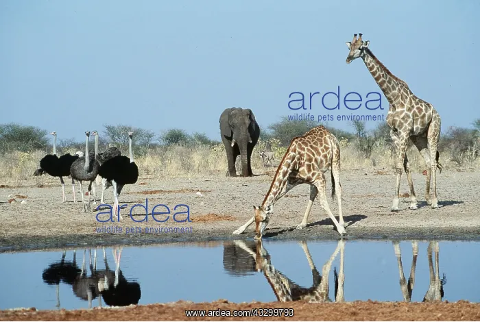 : GIRAFFE - at waterhole, with African Elephant and Ostrich : GIRAFFE - at waterhole, with African Elephant and Ostrich