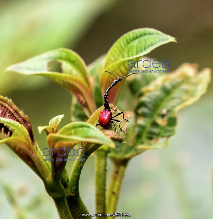 : Giraffe Weevil / Giraffe-necked Weevil on leaves : Giraffe Weevil / Giraffe-necked Weevil on leaves