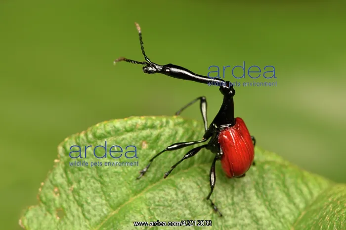 : Giraffe weevil (Trachelophorus giraffa) male on : Giraffe weevil (Trachelophorus giraffa) male on