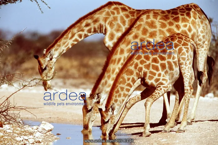 : GIRAFFE - x three drinking from waterhole : GIRAFFE - x three drinking from waterhole