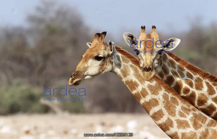 : GIRAFFE - x two, close-up of heads and necks : GIRAFFE - x two, close-up of heads and necks