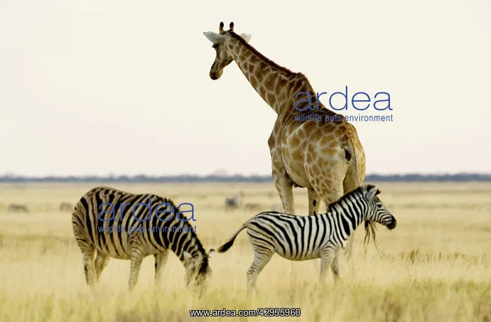 : Giraffe - and Zebra on open grass land at dusk : Giraffe - and Zebra on open grass land at dusk
