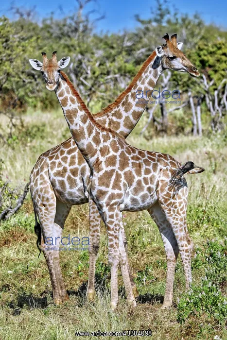 : Giraffen, Etosha-Nationalpark, Namibia, Africa : Giraffen, Etosha-Nationalpark, Namibia, Africa