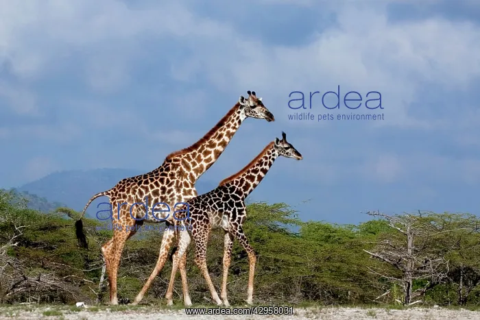 : Giraffes (Giraffa camelopardalis). Saadani Natural Park - Tanzania - Africa : Giraffes (Giraffa camelopardalis). Saadani Natural Park - Tanzania - Africa