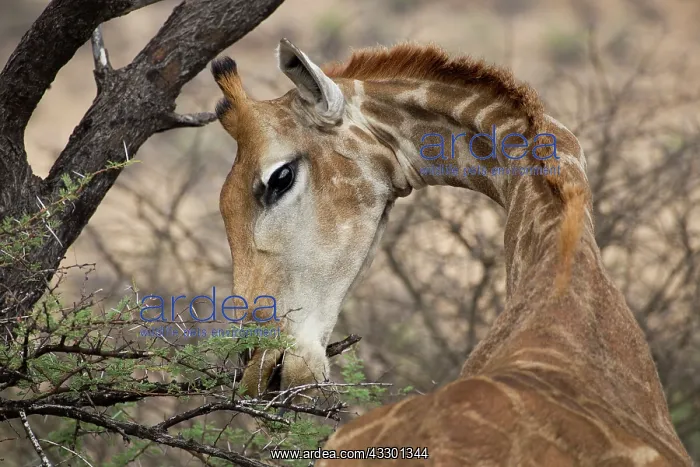 : Giraffes are commonly seen in many namibian parks. They feed : Giraffes are commonly seen in many namibian parks. They feed