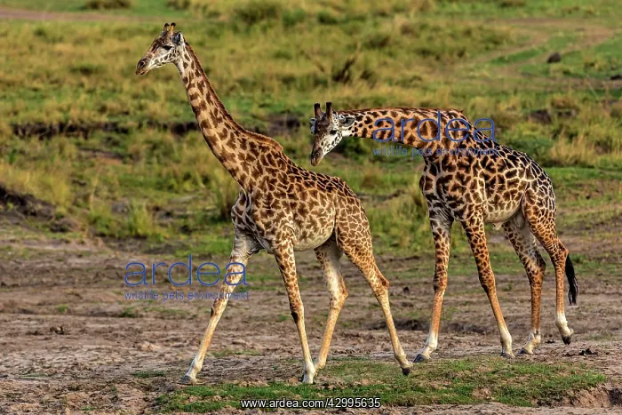 : Giraffes courting on the plains : Giraffes courting on the plains