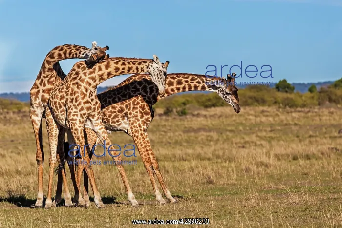 : Giraffes courting on the plains : Giraffes courting on the plains