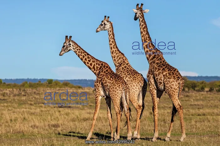 : Giraffes courting on the plains : Giraffes courting on the plains
