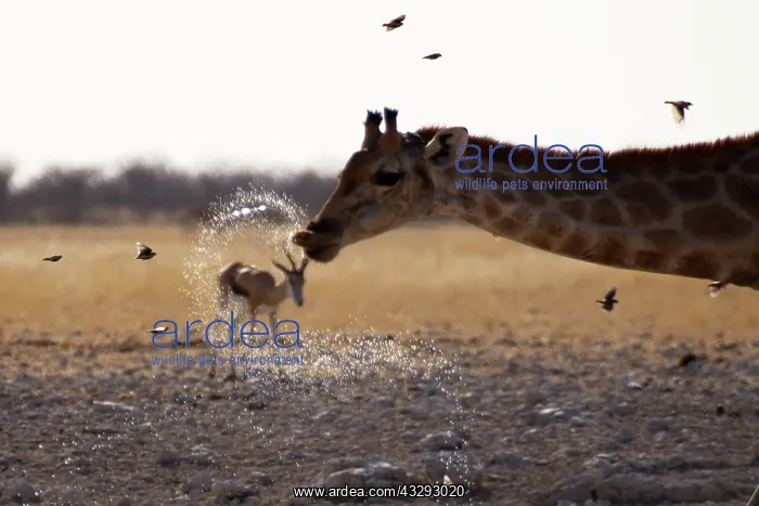 : For giraffes, drinking is dangerous because they have to ben : For giraffes, drinking is dangerous because they have to ben