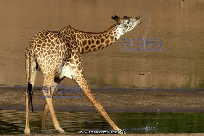 : For giraffes, drinking is dangerous because they have to ben : For giraffes, drinking is dangerous because they have to ben