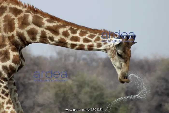 : For giraffes, drinking is dangerous because they have to ben : For giraffes, drinking is dangerous because they have to ben