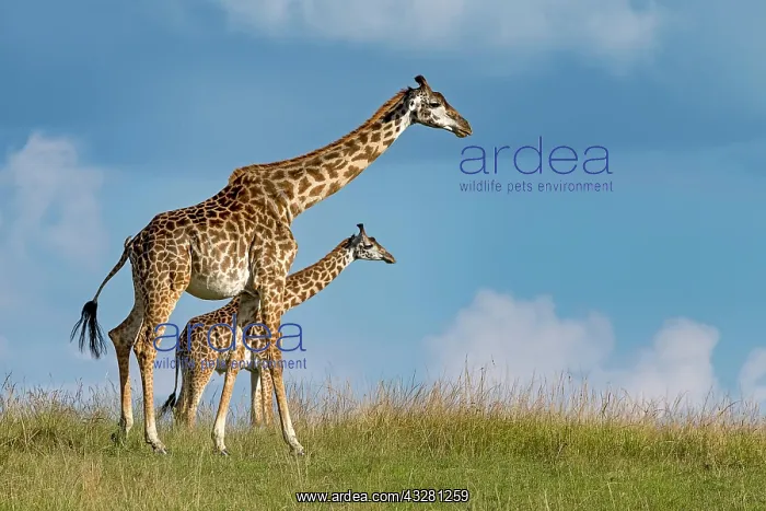 : Giraffes (Giraffa camelopardalis), dam with young : Giraffes (Giraffa camelopardalis), dam with young