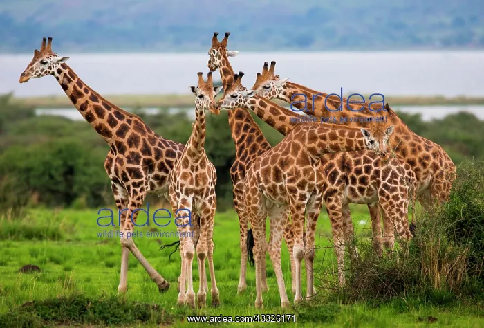  : Giraffes (Giraffa camelopardalis rothschildi) ar
