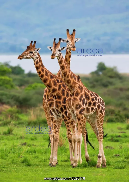 : Giraffes (Giraffa camelopardalis rothschildi) ar : Giraffes (Giraffa camelopardalis rothschildi) ar