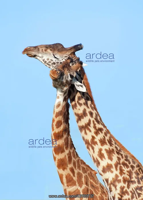 : Two Giraffes (Giraffa camelopardalis) rubbing their : Two Giraffes (Giraffa camelopardalis) rubbing their