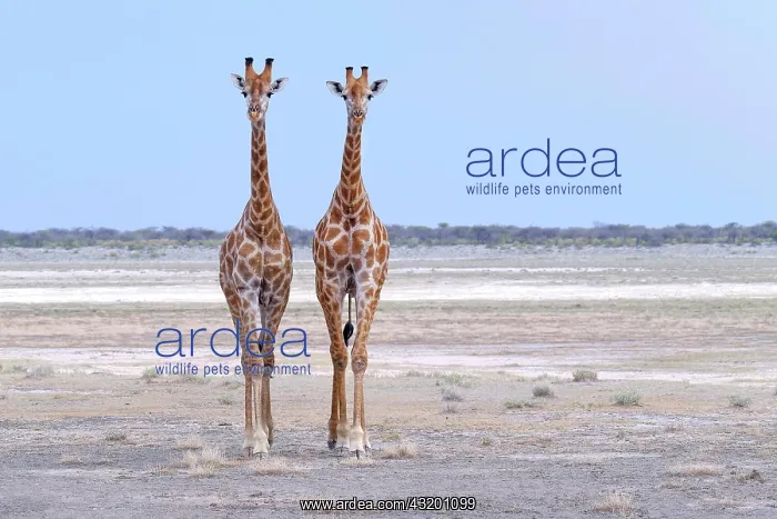 : Two Giraffes (Giraffa camelopardalis) standing on : Two Giraffes (Giraffa camelopardalis) standing on