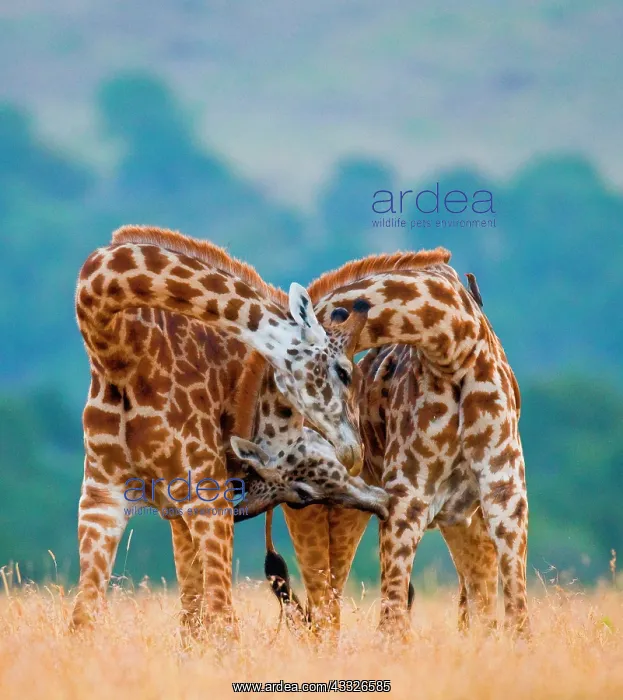 : Two giraffes (Giraffa camelopardalis tippelskirc : Two giraffes (Giraffa camelopardalis tippelskirc