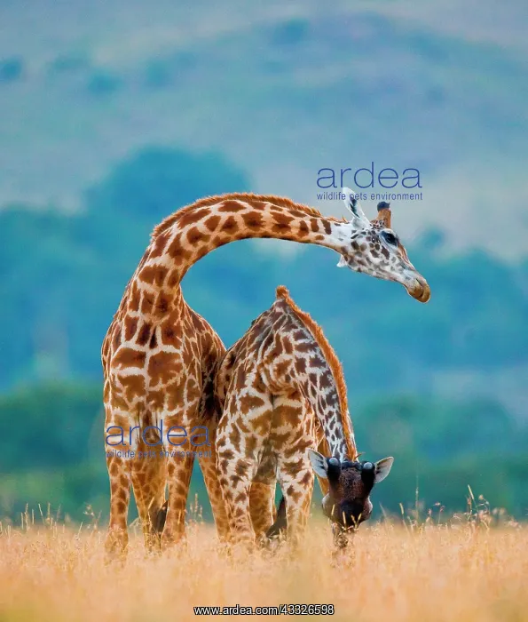 : Two giraffes (Giraffa camelopardalis tippelskirc : Two giraffes (Giraffa camelopardalis tippelskirc