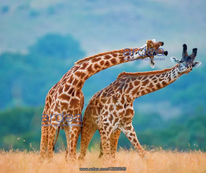  : Two giraffes (Giraffa camelopardalis tippelskirc