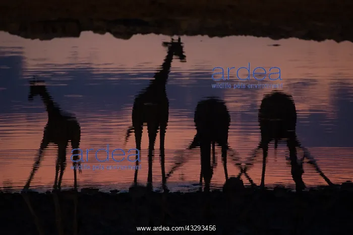 : Giraffes like to drink together, normally while some drink s : Giraffes like to drink together, normally while some drink s