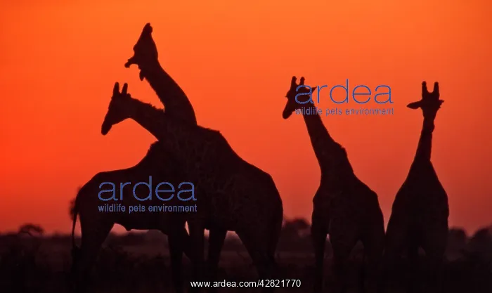: Giraffes - Necking at sunset : Giraffes - Necking at sunset