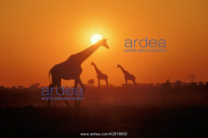 : GIRAFFES - At sunset : GIRAFFES - At sunset