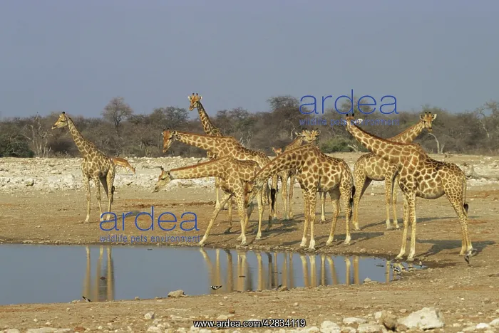: GIRAFFES - by waterhole : GIRAFFES - by waterhole