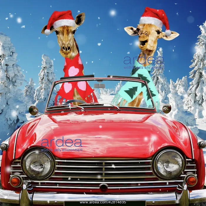 : Giraffes wearing Christmas hats and scarves driving : Giraffes wearing Christmas hats and scarves driving