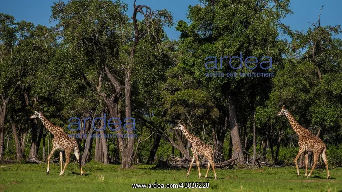  : Giraffes young