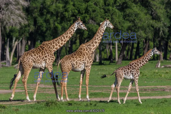  : Giraffes young with adults