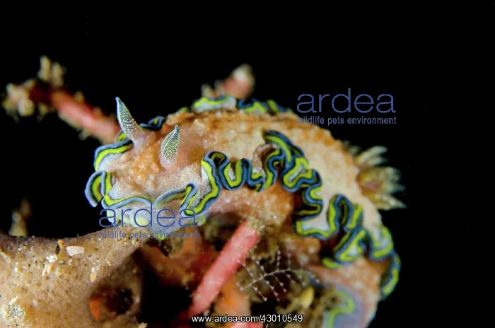  : Girdled Glossodoris Nudibranch Bianca dive site