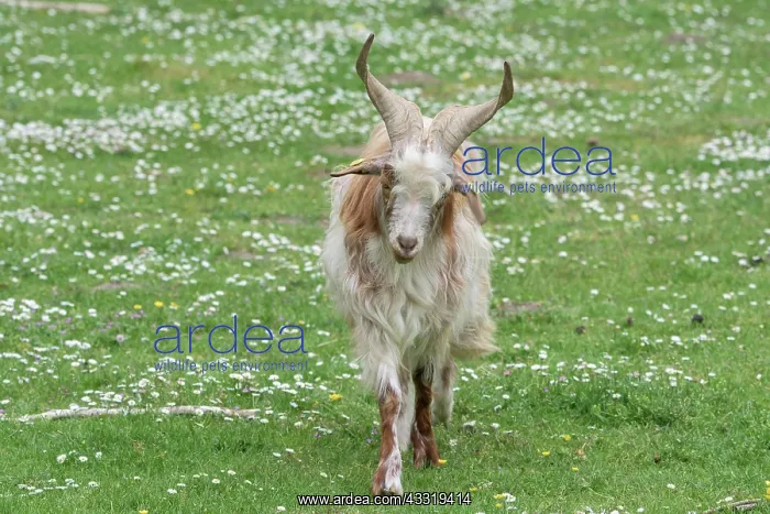 : Girgentana Goat : Girgentana Goat