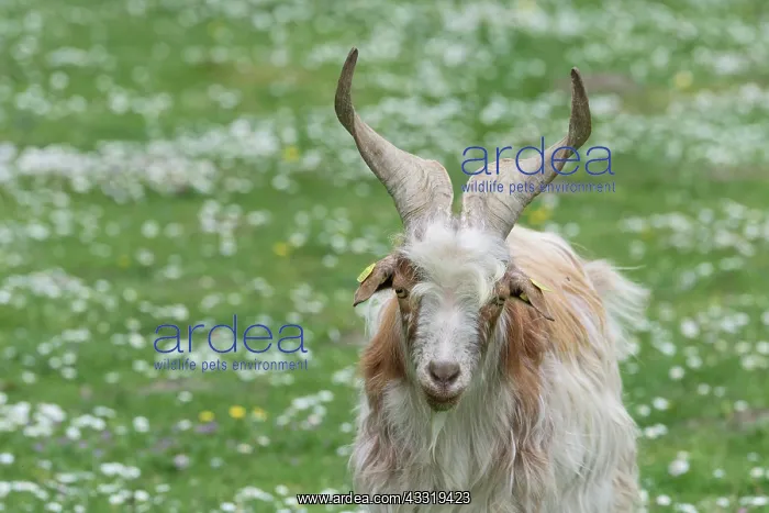 : Girgentana Goat : Girgentana Goat