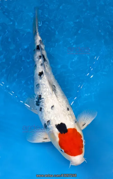 : Girin tancho sanke koi carp in an turquoise water : Girin tancho sanke koi carp in an turquoise water