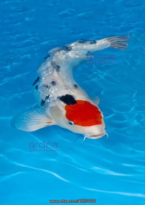 : Girin tancho sanke koi carp in an turquoise water : Girin tancho sanke koi carp in an turquoise water