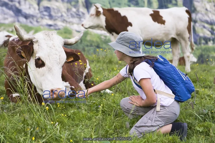 : Girl and Abondance cows at rest in a pasture Alpes France : Girl and Abondance cows at rest in a pasture Alpes France