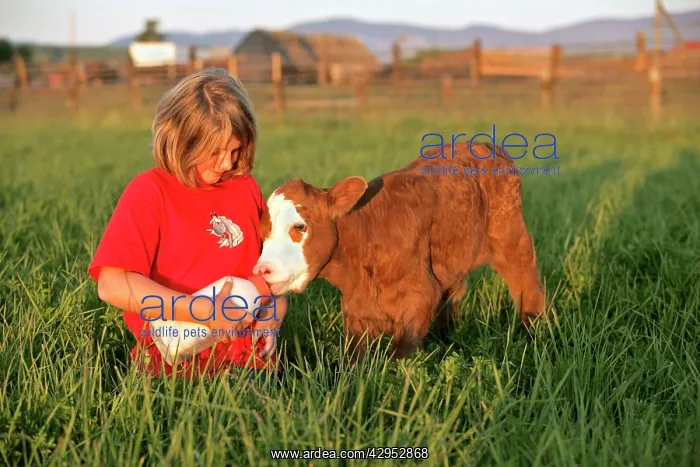 : Girl bottle feeding few days old Angus Hereford : Girl bottle feeding few days old Angus Hereford